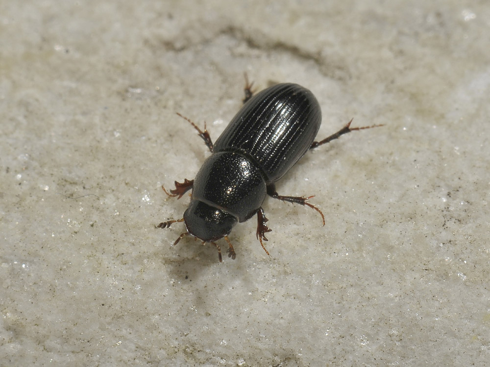 Aphodiidae - Nialus varians (cf)